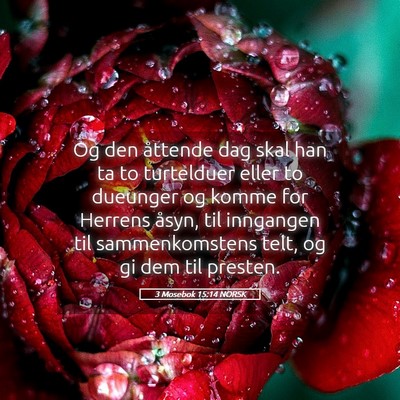 Picture 05 - 3 Mosebok 15:14 NORSK - Og den åttende dag skal han ta to turtelduer - Bible Verse Picture