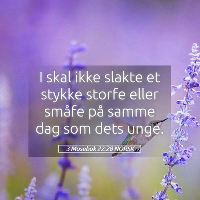 Picture 05 - 3 Mosebok 22:28 NORSK - I skal ikke slakte et stykke storfe eller småfe - Bible Verse Picture