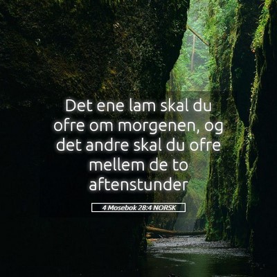 Picture 05 - 4 Mosebok 28:4 NORSK - Det ene lam skal du ofre om morgenen, og det - Bible Verse Picture
