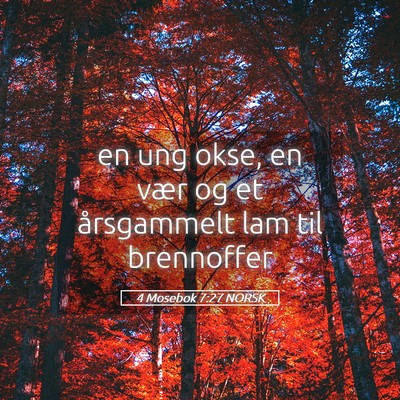 Picture 05 - 4 Mosebok 7:27 NORSK - en ung okse, en vær og et årsgammelt lam til - Bible Verse Picture