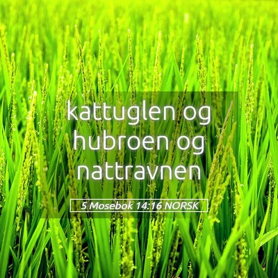 Picture 05 - 5 Mosebok 14:16 NORSK - kattuglen og hubroen og - Bible Verse Picture