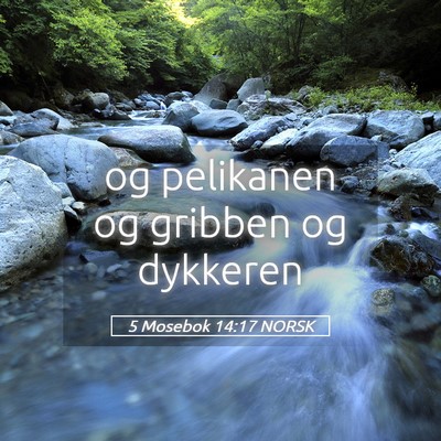 Picture 05 - 5 Mosebok 14:17 NORSK - og pelikanen og gribben og - Bible Verse Picture