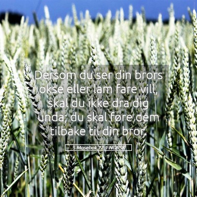 Picture 05 - 5 Mosebok 22:1 NORSK - Dersom du ser din brors okse eller lam fare vill, - Bible Verse Picture