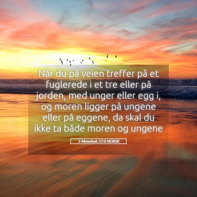 Picture 05 - 5 Mosebok 22:6 NORSK - Når du på veien treffer på et fuglerede i et - Bible Verse Picture