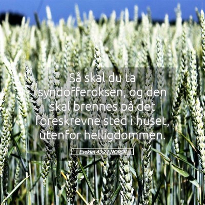 Picture 05 - Esekiel 43:21 NORSK - Så skal du ta syndofferoksen, og den skal - Bible Verse Picture