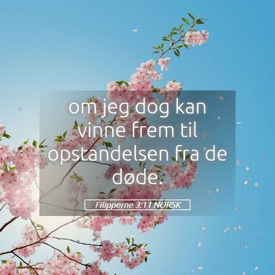 Picture 05 - Filipperne 3:11 NORSK - om jeg dog kan vinne frem til opstandelsen fra de - Bible Verse Picture