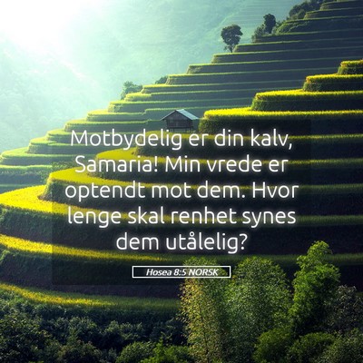 Picture 05 - Hosea 8:5 NORSK - Motbydelig er din kalv, Samaria! Min vrede er - Bible Verse Picture