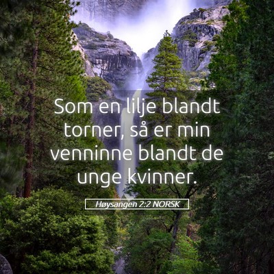 Picture 05 - Høysangen 2:2 NORSK - Som en lilje blandt torner, så er min venninne - Bible Verse Picture