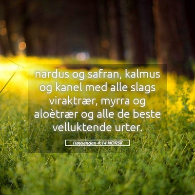 Picture 05 - Høysangen 4:14 NORSK - nardus og safran, kalmus og kanel med alle slags - Bible Verse Picture