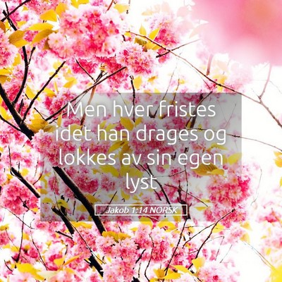Picture 05 - Jakob 1:14 NORSK - Men hver fristes idet han drages og lokkes av sin - Bible Verse Picture