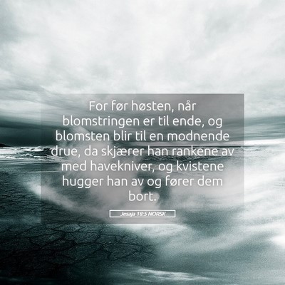 Picture 05 - Jesaja 18:5 NORSK - For før høsten, når blomstringen er til ende, - Bible Verse Picture