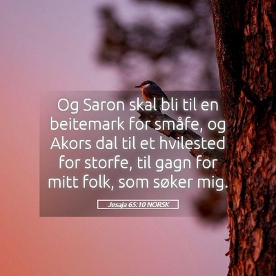 Picture 05 - Jesaja 65:10 NORSK - Og Saron skal bli til en beitemark for småfe, og - Bible Verse Picture
