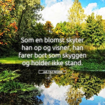 Picture 05 - Job 14:2 NORSK - Som en blomst skyter han op og visner, han farer - Bible Verse Picture