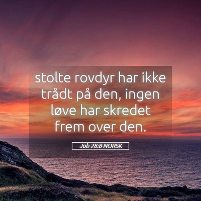 Picture 05 - Job 28:8 NORSK - stolte rovdyr har ikke trådt på den, ingen - Bible Verse Picture