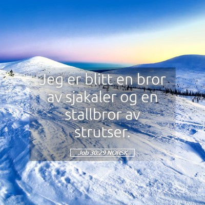 Picture 05 - Job 30:29 NORSK - Jeg er blitt en bror av sjakaler og en stallbror - Bible Verse Picture