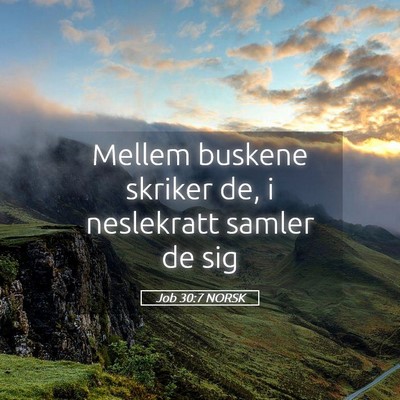 Picture 05 - Job 30:7 NORSK - Mellem buskene skriker de, i neslekratt samler de - Bible Verse Picture