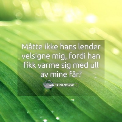 Picture 05 - Job 31:20 NORSK - Måtte ikke hans lender velsigne mig, fordi han - Bible Verse Picture