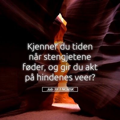 Picture 05 - Job 39:1 NORSK - Kjenner du tiden når stengjetene føder, og gir - Bible Verse Picture