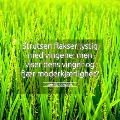 Picture 05 - Job 39:13 NORSK - Strutsen flakser lystig med vingene; men viser - Bible Verse Picture