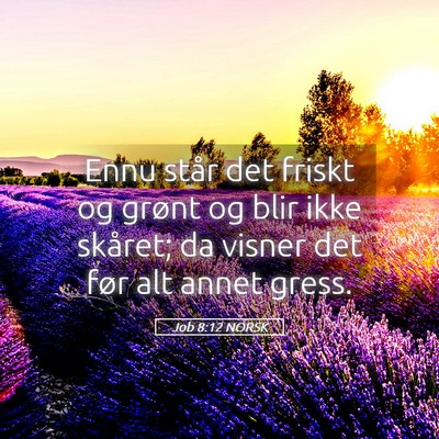 Picture 05 - Job 8:12 NORSK - Ennu står det friskt og grønt og blir ikke - Bible Verse Picture