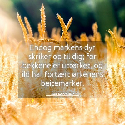 Picture 05 - Joel 1:20 NORSK - Endog markens dyr skriker op til dig; for bekkene - Bible Verse Picture