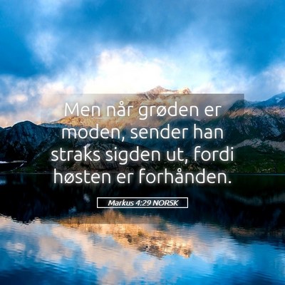 Picture 05 - Markus 4:29 NORSK - Men når grøden er moden, sender han straks - Bible Verse Picture