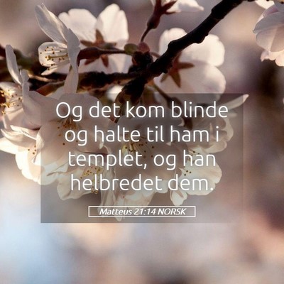 Picture 05 - Matteus 21:14 NORSK - Og det kom blinde og halte til ham i templet, og - Bible Verse Picture