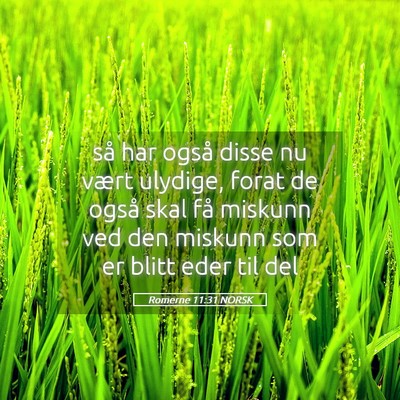 Picture 05 - Romerne 11:31 NORSK - så har også disse nu vært ulydige, forat de - Bible Verse Picture