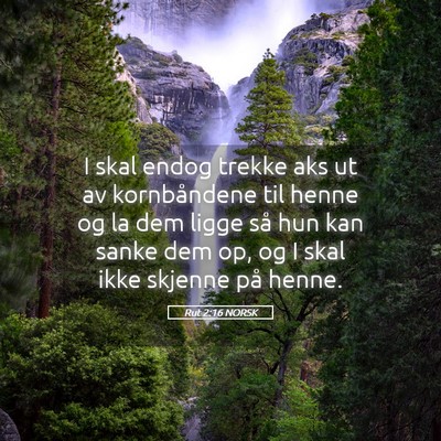 Picture 05 - Rut 2:16 NORSK - I skal endog trekke aks ut av kornbåndene til - Bible Verse Picture