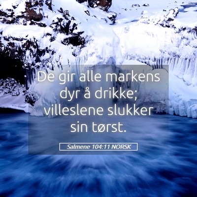 Picture 05 - Salmene 104:11 NORSK - De gir alle markens dyr å drikke; villeslene - Bible Verse Picture