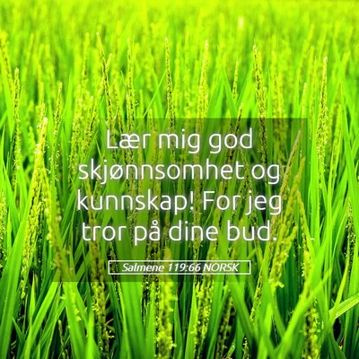 Picture 05 - Salmene 119:66 NORSK - Lær mig god skjønnsomhet og kunnskap! For jeg - Bible Verse Picture