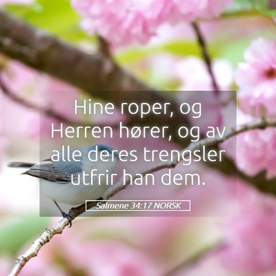 Picture 05 - Salmene 34:17 NORSK - Hine roper, og Herren hører, og av alle deres - Bible Verse Picture
