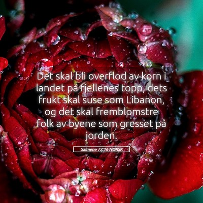 Picture 05 - Salmene 72:16 NORSK - Det skal bli overflod av korn i landet på - Bible Verse Picture