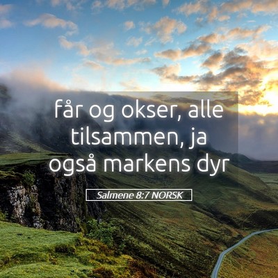 Picture 05 - Salmene 8:7 NORSK - får og okser, alle tilsammen, ja også markens - Bible Verse Picture