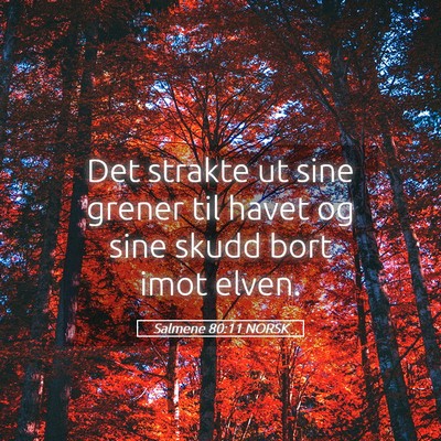 Picture 05 - Salmene 80:11 NORSK - Det strakte ut sine grener til havet og sine - Bible Verse Picture