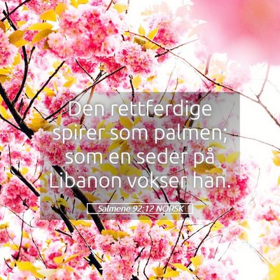 Picture 05 - Salmene 92:12 NORSK - Den rettferdige spirer som palmen; som en seder - Bible Verse Picture