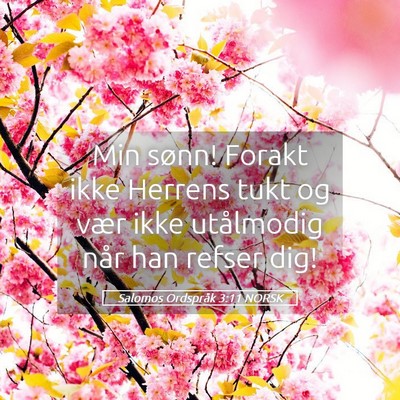 Picture 05 - Salomos Ordspråk 3:11 NORSK - Min sønn! Forakt ikke Herrens tukt og vær ikke - Bible Verse Picture