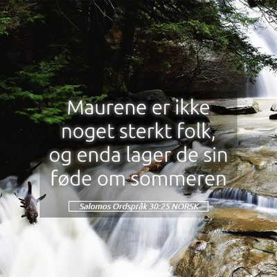 Picture 05 - Salomos Ordspråk 30:25 NORSK - Maurene er ikke noget sterkt folk, og enda lager - Bible Verse Picture