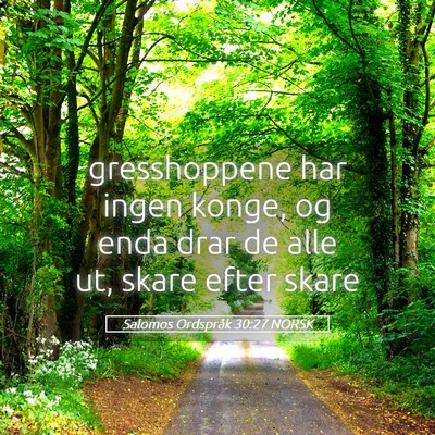 Picture 05 - Salomos Ordspråk 30:27 NORSK - gresshoppene har ingen konge, og enda drar de - Bible Verse Picture
