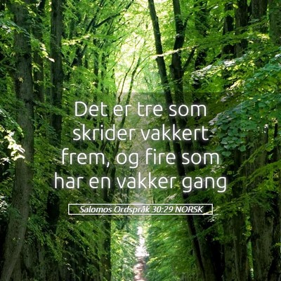 Picture 05 - Salomos Ordspråk 30:29 NORSK - Det er tre som skrider vakkert frem, og fire som - Bible Verse Picture