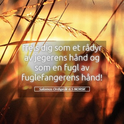 Picture 05 - Salomos Ordspråk 6:5 NORSK - frels dig som et rådyr av jegerens hånd og som - Bible Verse Picture