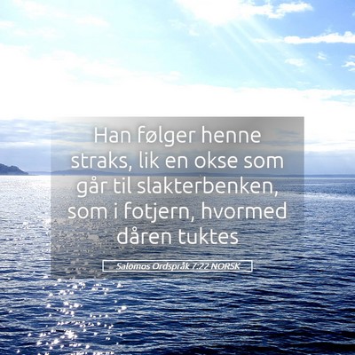 Picture 05 - Salomos Ordspråk 7:22 NORSK - Han følger henne straks, lik en okse som går - Bible Verse Picture