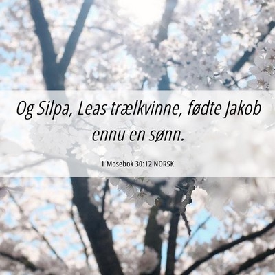 Picture 06 - 1 Mosebok 30:12 NORSK - Og Silpa, Leas trælkvinne, fødte Jakob ennu en - Bible Verse Picture