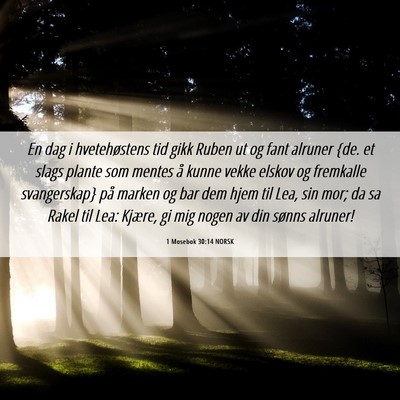 Picture 06 - 1 Mosebok 30:14 NORSK - En dag i hvetehøstens tid gikk Ruben ut og fant - Bible Verse Picture