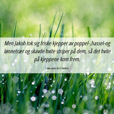Picture 06 - 1 Mosebok 30:37 NORSK - Men Jakob tok sig friske kjepper av - Bible Verse Picture