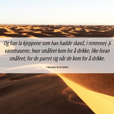 Picture 06 - 1 Mosebok 30:38 NORSK - Og han la kjeppene som han hadde skavd, i - Bible Verse Picture
