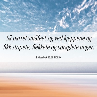 Picture 06 - 1 Mosebok 30:39 NORSK - Så parret småfeet sig ved kjeppene og fikk - Bible Verse Picture