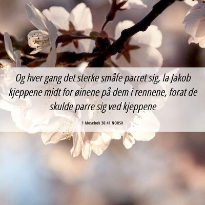 Picture 06 - 1 Mosebok 30:41 NORSK - Og hver gang det sterke småfe parret sig, la - Bible Verse Picture