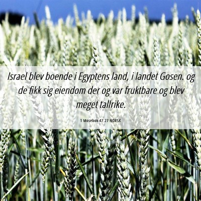 Picture 06 - 1 Mosebok 47:27 NORSK - Israel blev boende i Egyptens land, i landet - Bible Verse Picture