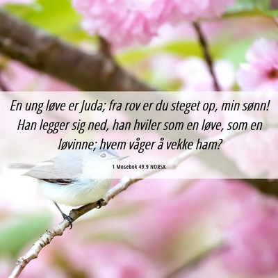 Picture 06 - 1 Mosebok 49:9 NORSK - En ung løve er Juda; fra rov er du steget op, - Bible Verse Picture
